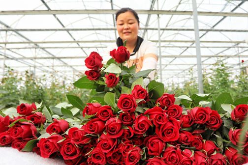 Fresh-cut flower industry booms in Xintai