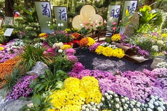 Chrysanthemum exhibition, a must-visit destination in Jinan in autumn