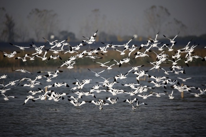 Winter migratory birds flock to Hangzhou's Qiantang Bay wetland park