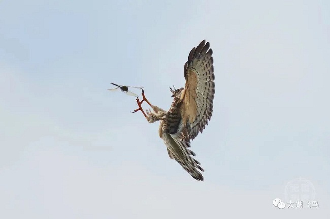 22 predatory bird species found in Wuxi