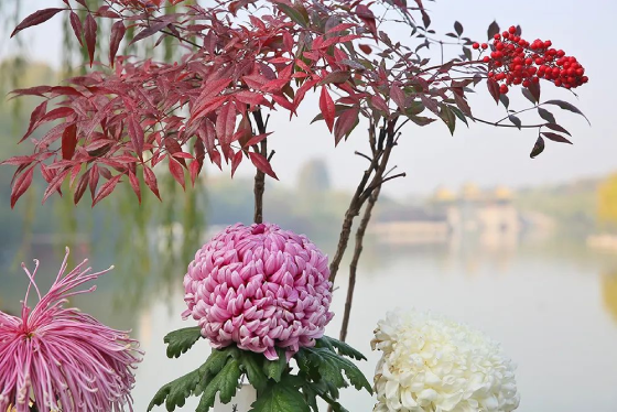 Chrysanthemum exhibition at Slender West Lake invites all nature lovers