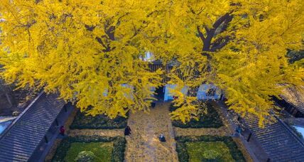 Yangzhou becomes a golden wonderland by the decoration of ginkgo trees 