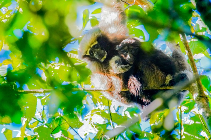 Yingjiang emerges as primary habitat for rare gibbons in China
