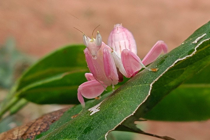 Pink mantis discovered in Yunnan