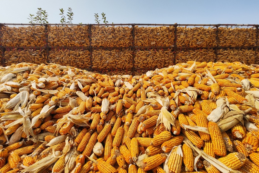 Henan to expand use of higher yield corn growing technique
