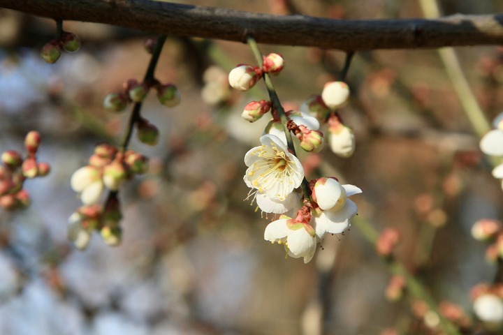 2024 Wuhan East Lake Plum Blossom Festival now opens