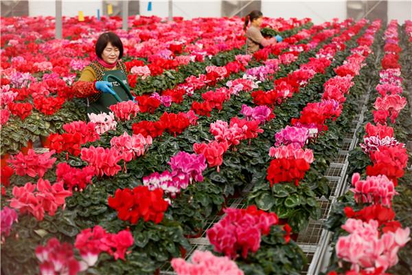 Flower farms enable rural vitalization in Qingdao