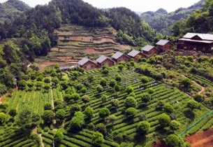 Fenggang county drives tourism with famed tea
