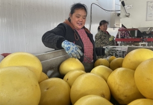 Guizhou pomelos travel on China-Europe freight trains to Russia
