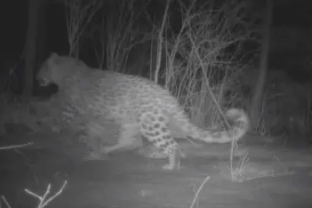 Rare North China leopard spotted in Shanxi geopark
