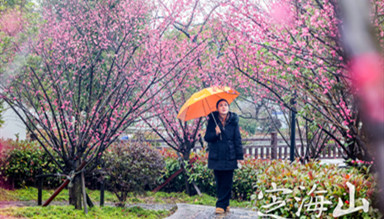 Relish plum blossoms in Zhoushan