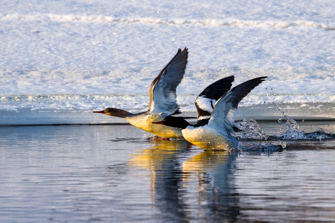 Rare Chinese mergansers photographed in Jilin