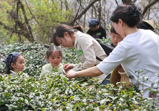 Tea leaves ripe for picking on Junshan Mountain