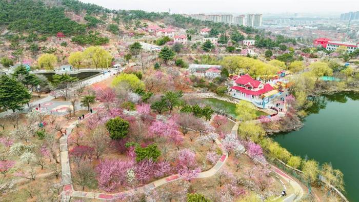 Qingdao to host plum blossom festival