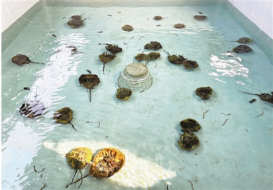 Zhoushan takes proactive measures to protect Chinese horseshoe crabs