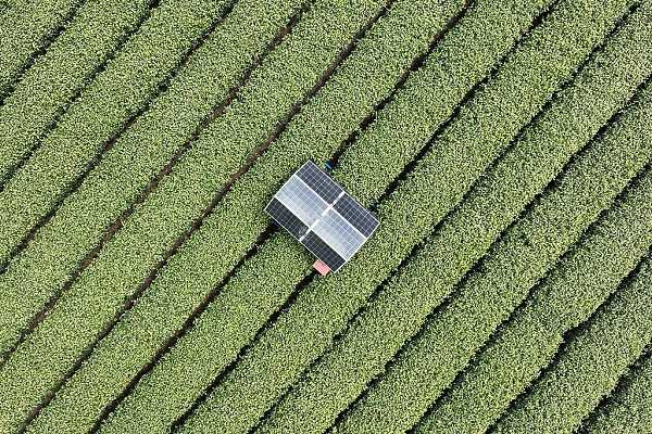 Robots help harvest tea in Hangzhou