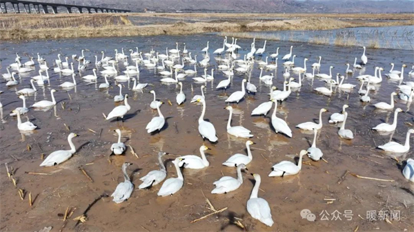 Migratory birds flock to Ordos city