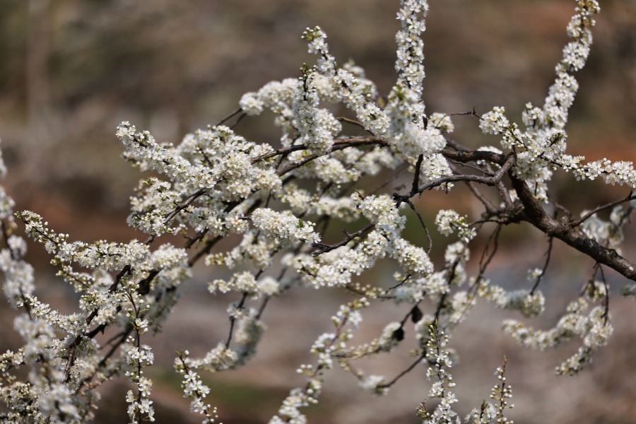 Plum blossom helps boost rural tourism in SW China