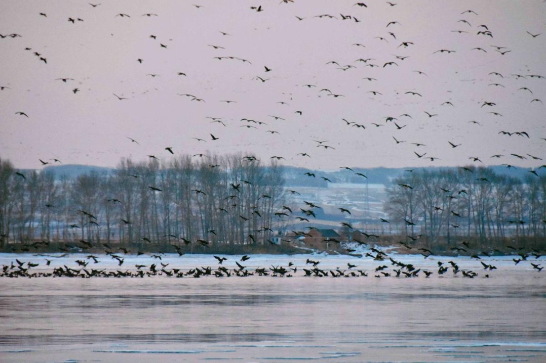 Migratory birds return to ecologically improved Heilongjiang