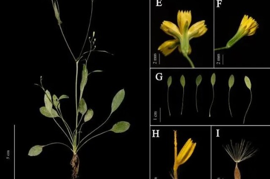 New Asteraceae species discovered in SW China