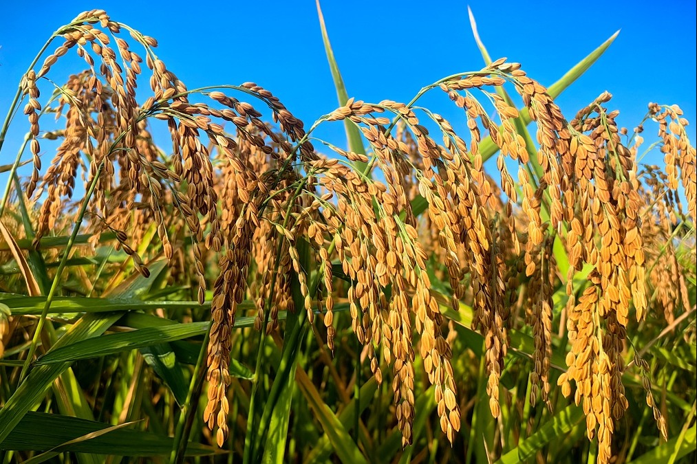 Increasing crop yield will help ease imports