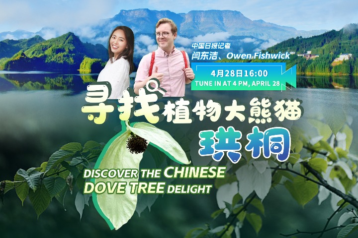 Live: Discover Chengdu's other rare wonder - the dove tree