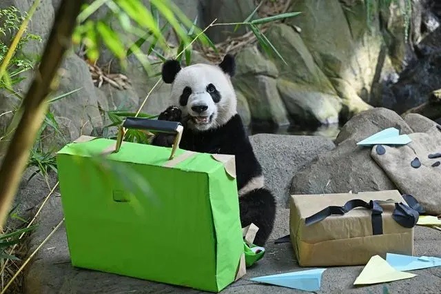 Singapore-born giant panda arrives in Chengdu