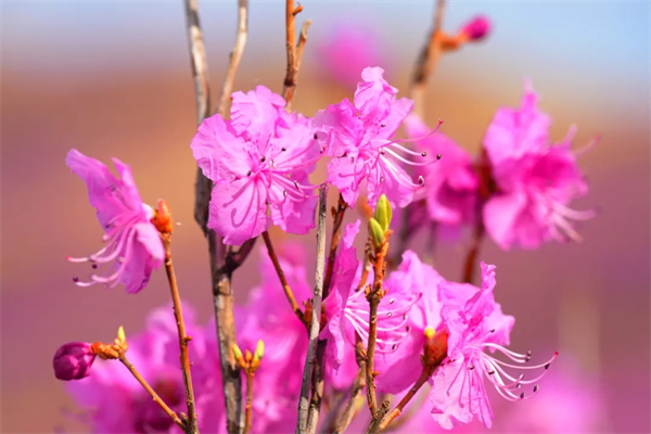 Blooming Hinggan azalea flowers attract tourists to Hulunbuir