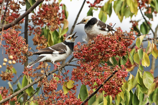 Dinghai: A haven for birds