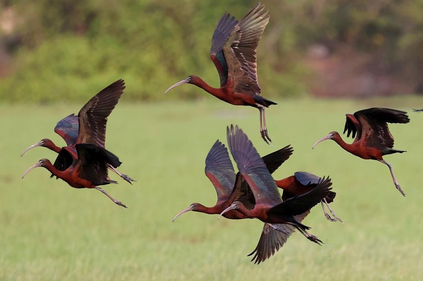Record 12 glossy ibises spotted in Hainan