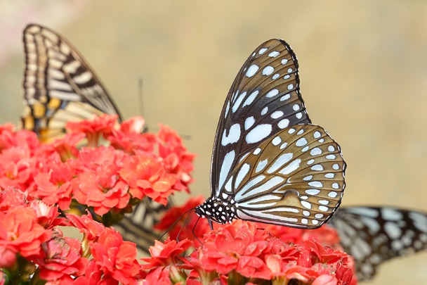 Tens of thousands of Yunnan butterflies ‘fly’ into Shanghai's Changning district