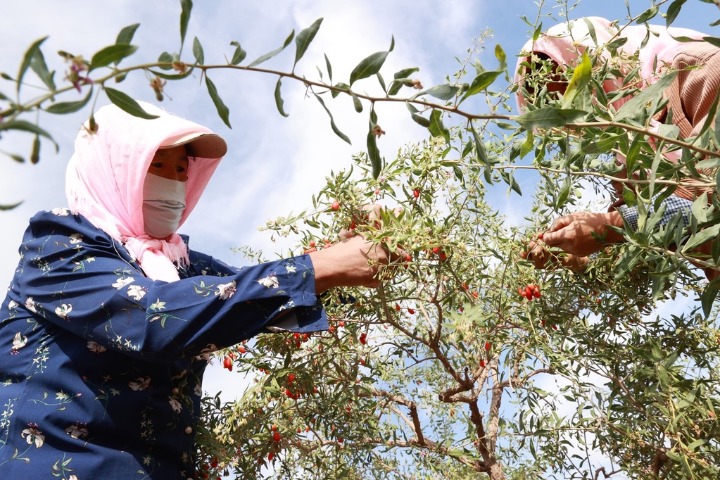Sci-tech innovation boosts value of Ningxia's goji berries