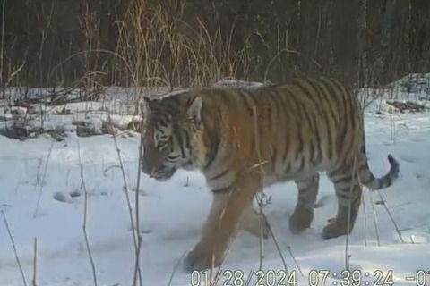 Wild Siberian tigers and leopards settle in Northeast Tiger and Leopard National Park