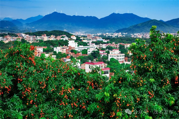 1720768766734046010.jpg 茂名1.jpg