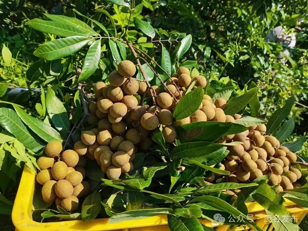 1721358614964002972.jpg 微信图片_202407181536351.jpg