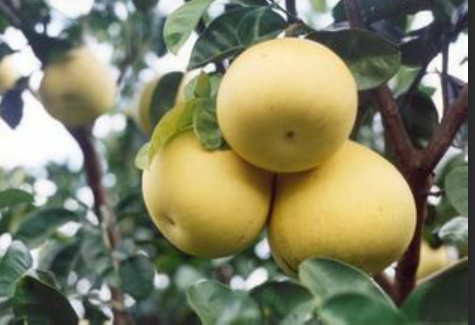 1715323633367058802.png 香柚.png