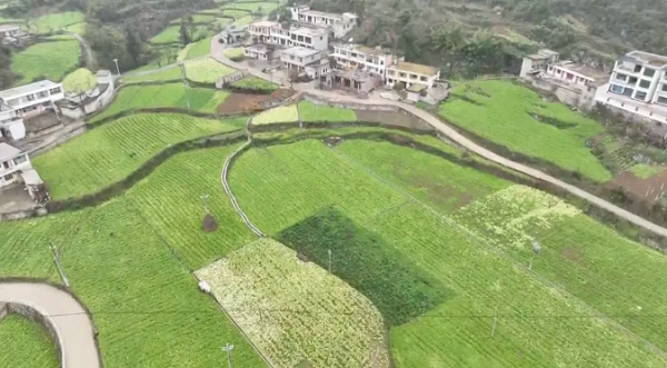 1735028001265080264.png 1.png