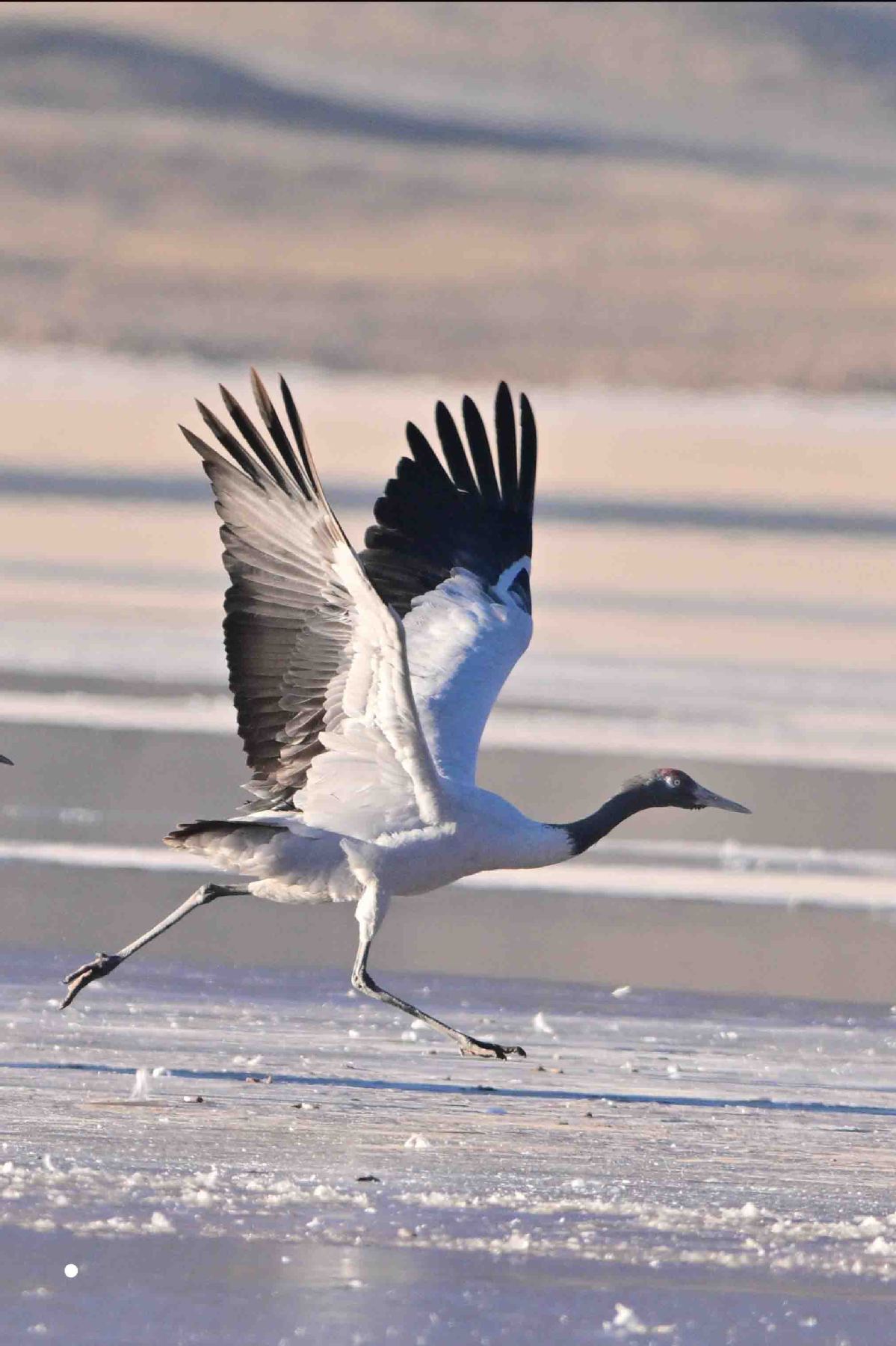 1740540148082007095.jpeg 1.jpeg