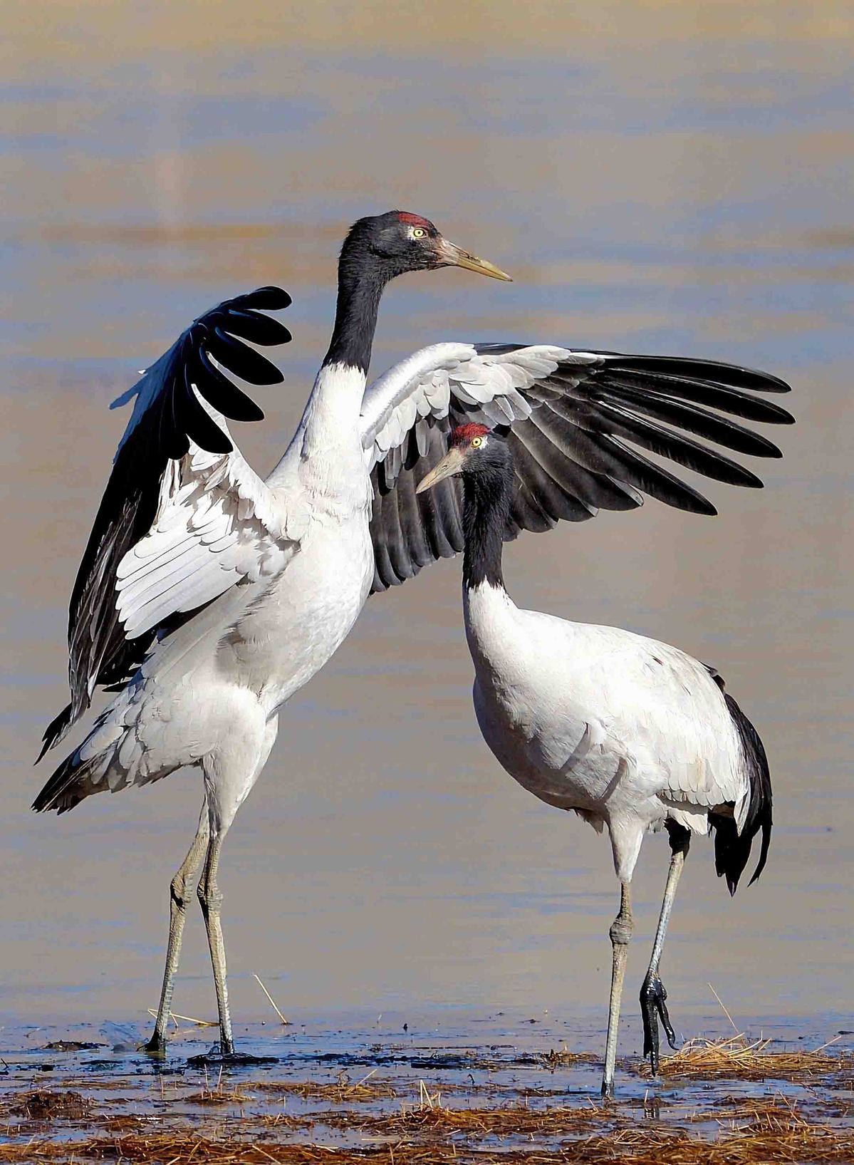 1740540156609085619.jpeg 2.jpeg