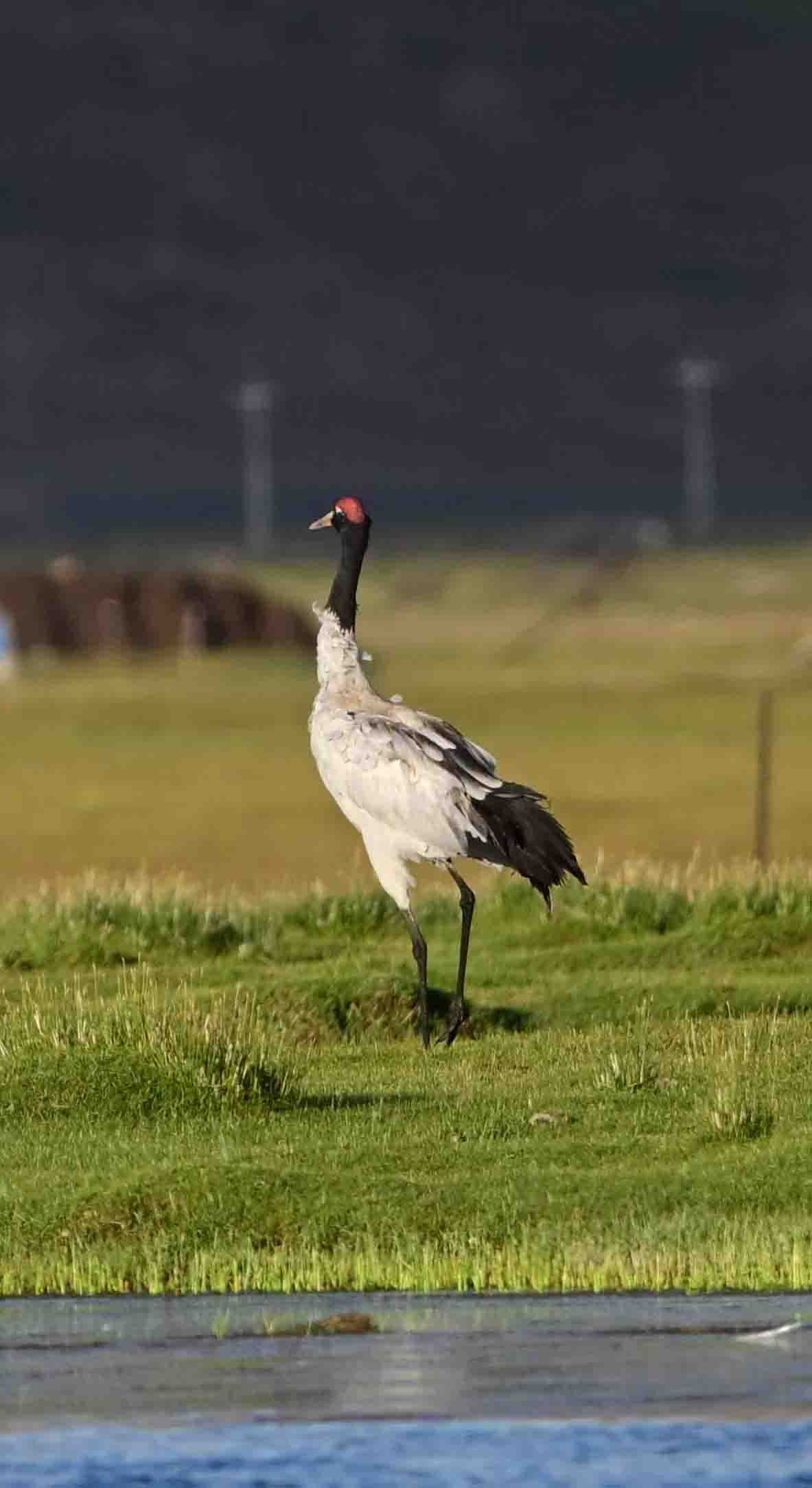 1740540165367081890.jpeg 3.jpeg