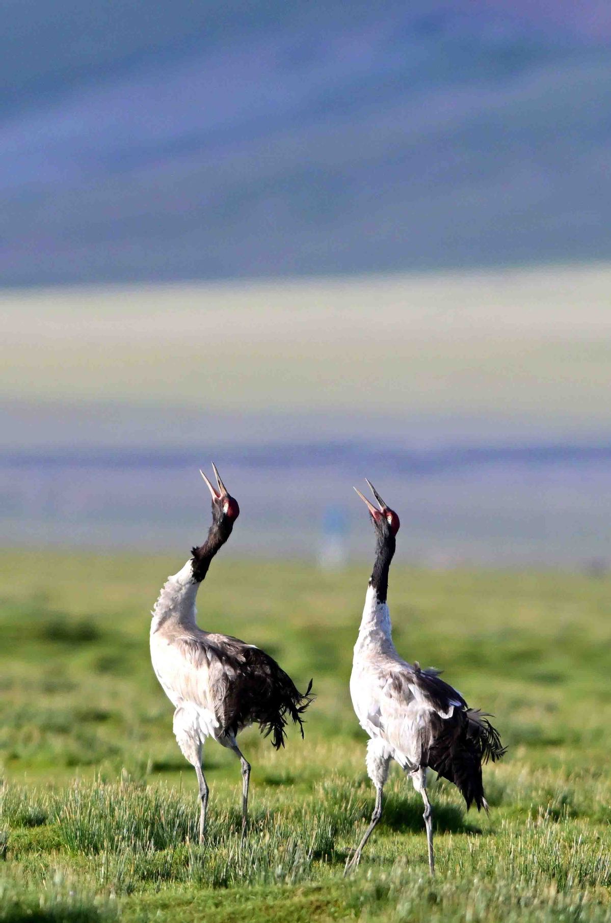 1740540181231076850.jpeg 5.jpeg