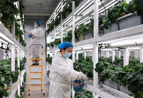 1740989547360040431.jpg 植物工厂图片.jpg