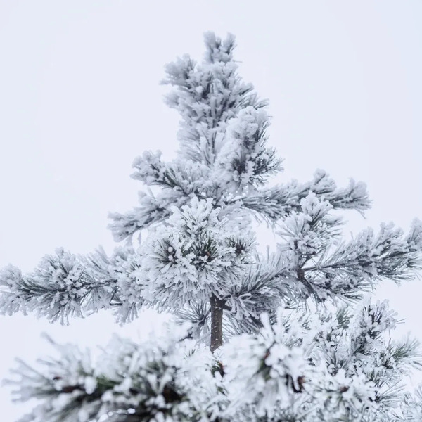 1741177094373035499.jpg 云雾山1.jpg