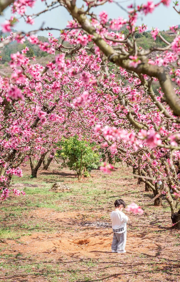 1744628479531007423.jpg 贵阳的春天开挂了1.jpg