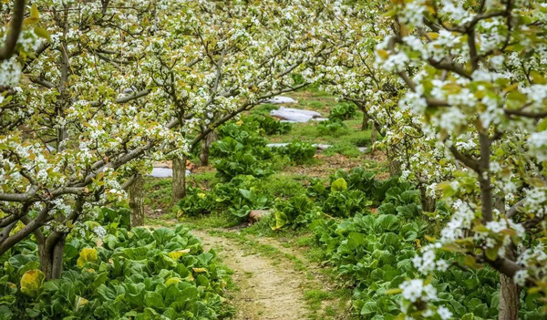 1744628521996004422.jpg 贵阳的春天开挂了2.jpg