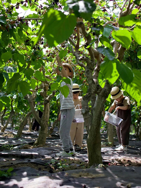 1746605553823093810.jpg 采摘_副本.jpg