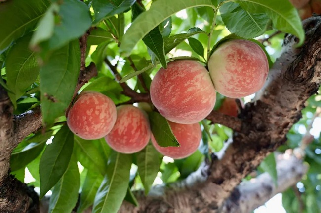 1751521612556052035.jpg peach.jpg