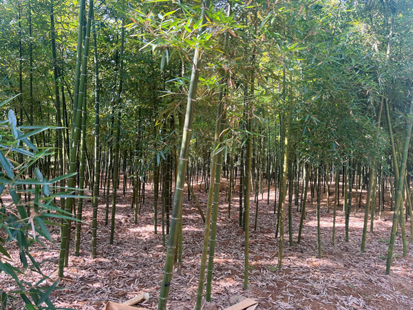 1739960372646072345.jpg 3_副本.jpg