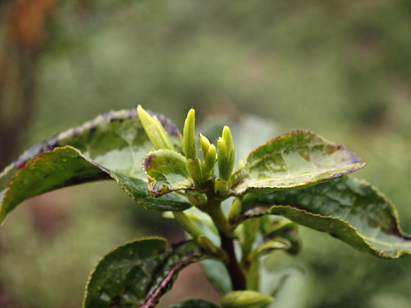 1741257271773020810.jpg 3-1_副本.jpg