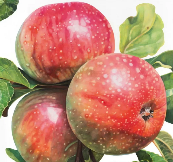 1749194959438064989.png 图片1_副本.png